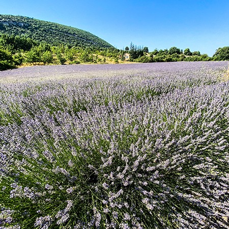 rennradstrecken_mont_ventoux_lavendel_skinfit